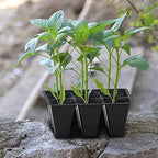 Gardzen 30 Pack 6-Cell Seed Starting Tray for Seedlings, Plant Starter Trays with Drainage Holes for Seed Germination, 5.4x3.7 inches, Black