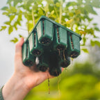 Vego garden Seedling Suite Products, 8 Pack Standard Seedling Trays with Seedling Tray Lids and 10" x 20" Bottom Watering Trays