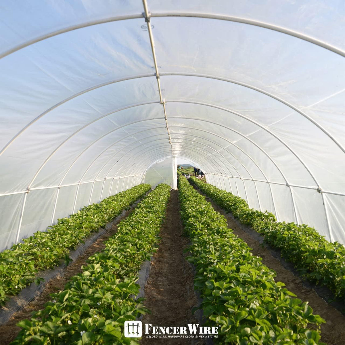 CAPHAUS 6 mil Clear Greenhouse Plastic Sheeting, 4-Year UV Resistant Polyethylene Film, Hoop House Cover for Horticulture, Gardening, Farming and Agriculture, 90% Light Transmittance, 25’ x 40'