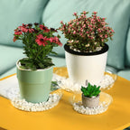 20 Packs 20 Inches Extra-Large Clear Plant Saucers for Indoor Outdoor Use Heavy Duty Plastic Plant Trays for Planter Bulk Flower Pot Drip Trays to Catch Water, 4 to 20 Inch