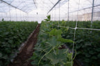 5ft by 4920-Feet Professional Grade Vegetable Support Trellis Netting Roll/Scrog Net Roll, (59" x 4920' / 1.5m x 1500m) (mesh 5.9"x6.7" / 15cm x 17cm)