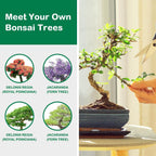Bonsai Tree Kit, Complete Bonzai Tree Starter Kits with Tools, Unique DIY Gardening Gifts for Mom Women Men, Crafts Hobby Kits, Grow Bonsai Tree Live Indoor