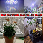 Full Spectrum Grow Light Bulbs 9W E26 A19 Sun Plant Growing Bulb 100W Equivalent with 5000K Red Blue LEDs for Indoor Small Plants Growing, Indoor Greenhouse, Indore Garden, Hydroponics, School, 1 Pack