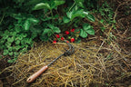 Barebones Cultivator - Weed Remover Tool - Garden Rake and Weeding Tool for Yard Work - Stainless Steel Cultivator for Raking Soil (Walnut/Black)