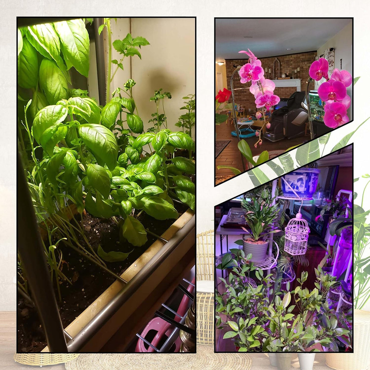 Grow Light Bulbs Full Spectrum with Red Blue 5000K E12 Candelabra Small Base 9W Sunlight Grow Bulb Replace 100W with Balanced Spectrum for Indoor Plants, Succulents, Flowers, Fruit, Mini Bonsai,1 Pack