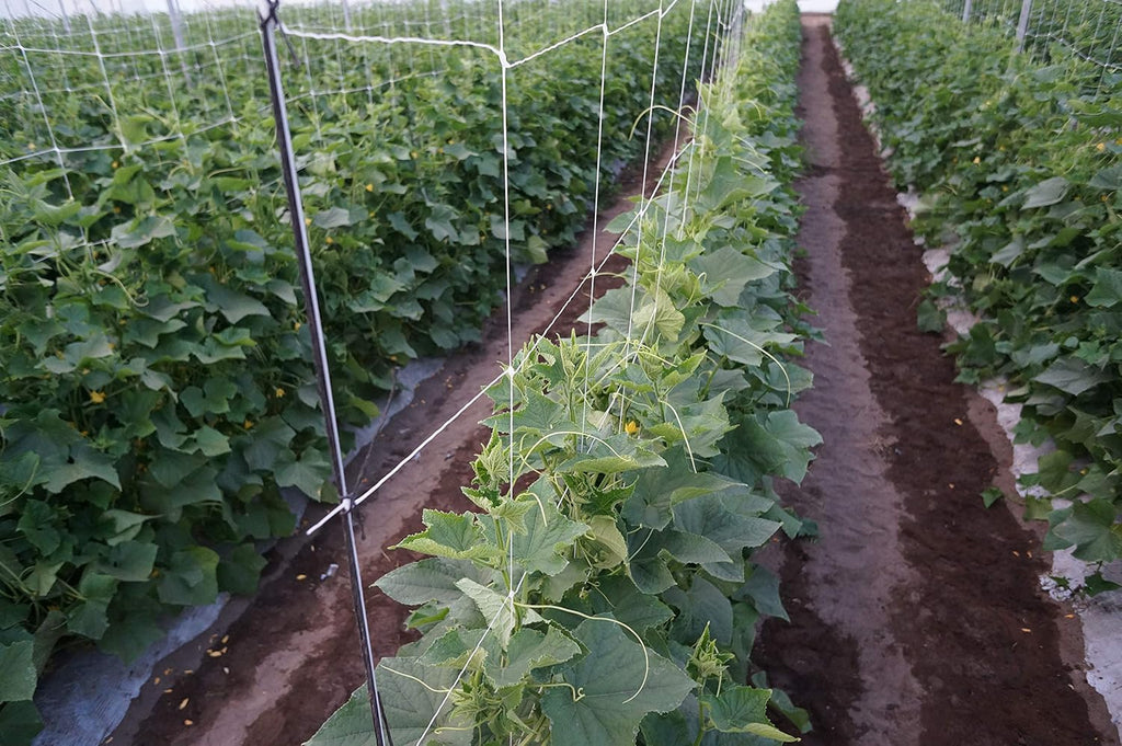5ft by 4920-Feet Professional Grade Vegetable Support Trellis Netting Roll/Scrog Net Roll, (59" x 4920' / 1.5m x 1500m) (mesh 5.9"x6.7" / 15cm x 17cm)