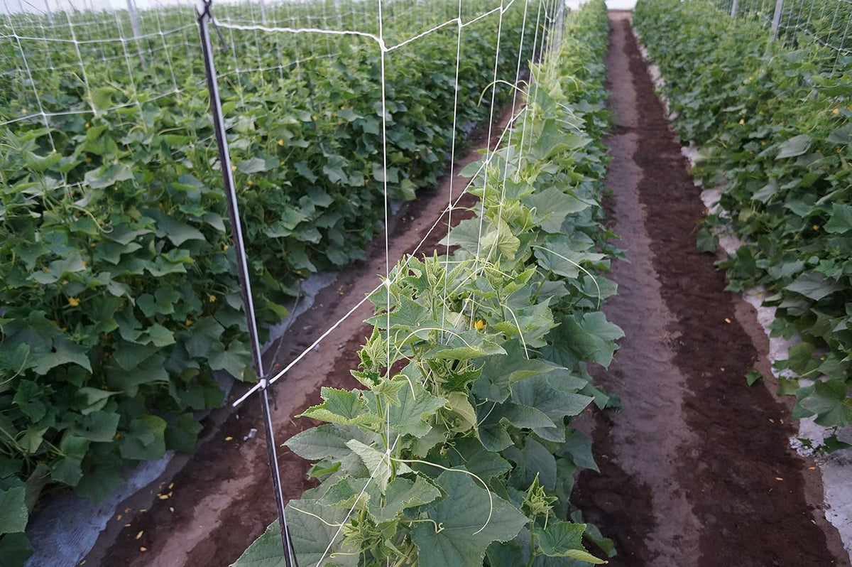 4-Feet by 4920-Feet Professional Grade Vegetable Support Trellis Netting Roll/Scrog Net Roll, (48" x 4920' / 1.22m x 1500m) (mesh 5.9"x6.7" / 15cm x 17cm)